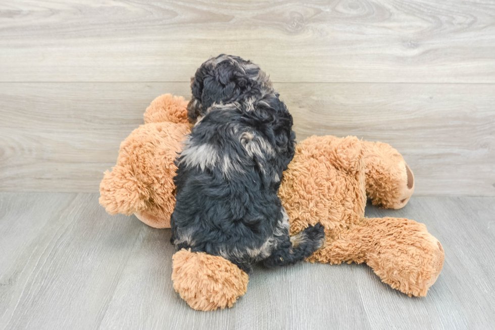 Smart Cavapoo Poodle Mix Pup