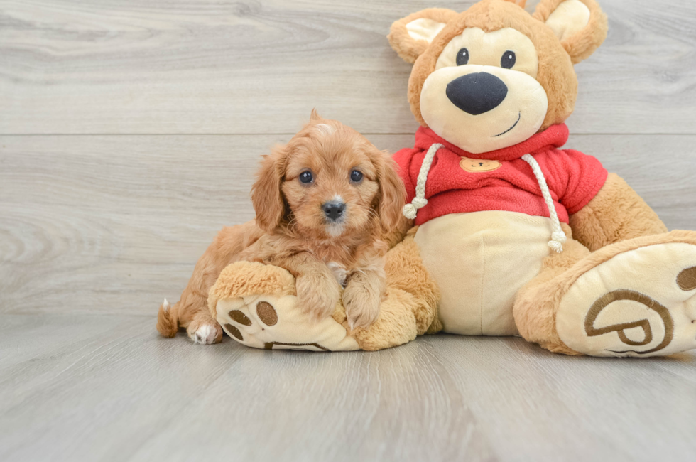 6 week old Cavapoo Puppy For Sale - Puppy Love PR