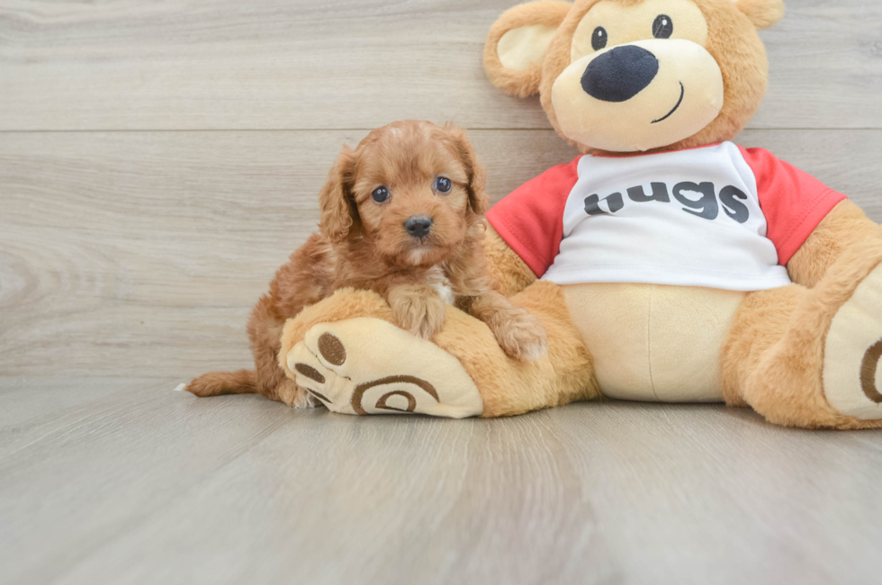 7 week old Cavapoo Puppy For Sale - Puppy Love PR