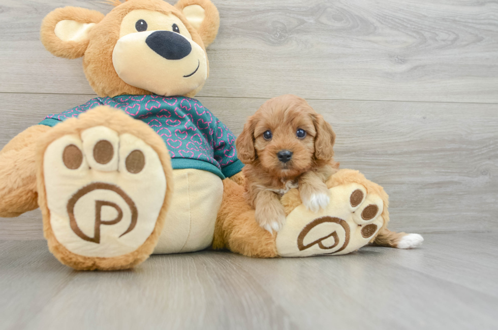 6 week old Cavapoo Puppy For Sale - Puppy Love PR