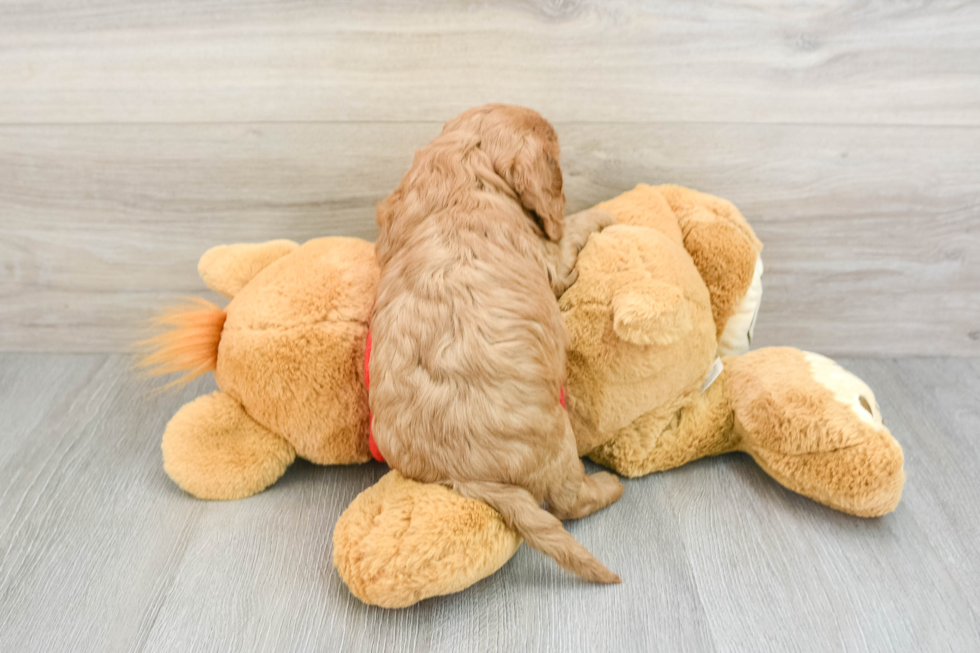 Cavapoo Pup Being Cute