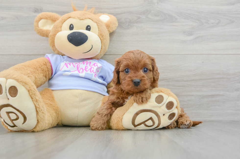 7 week old Cavapoo Puppy For Sale - Puppy Love PR