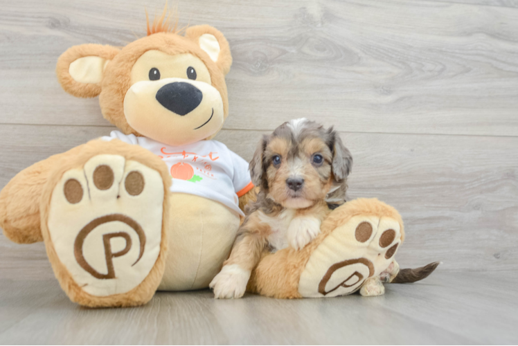 Smart Cavapoo Poodle Mix Pup