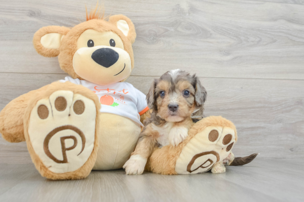 Smart Cavapoo Poodle Mix Pup
