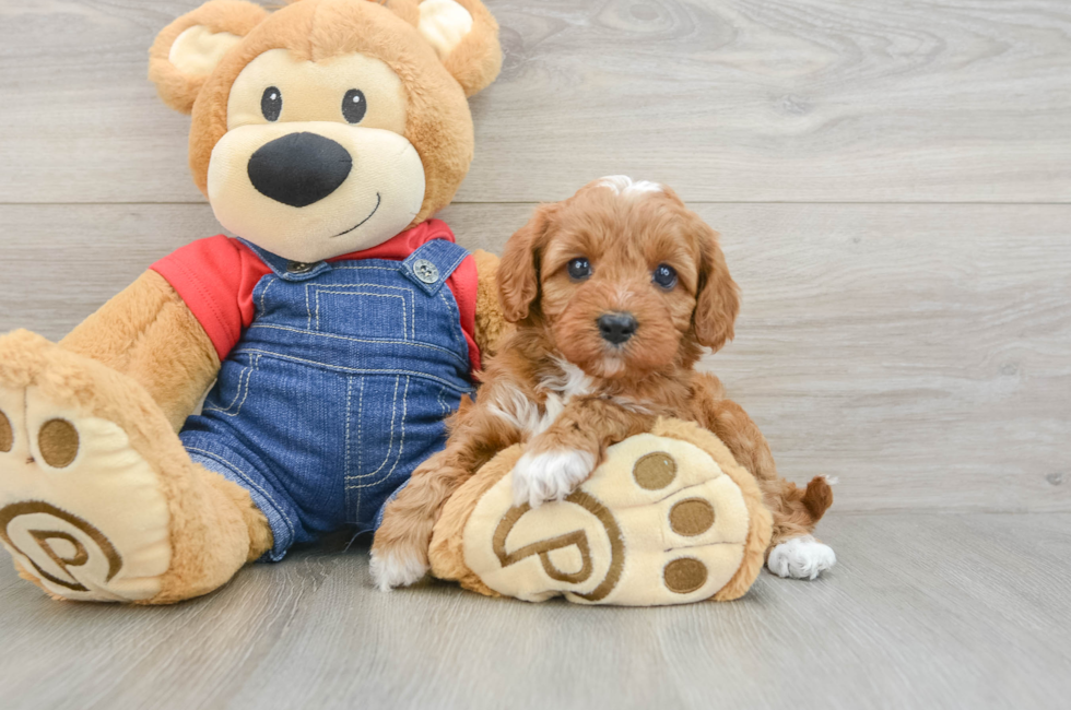 5 week old Cavapoo Puppy For Sale - Puppy Love PR