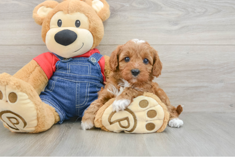 Meet Martini - our Cavapoo Puppy Photo 1/3 - Puppy Love PR Playful Cavapoodle Poodle Mix Puppy