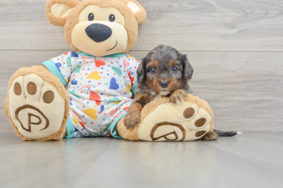 7 week old Cavapoo Puppy For Sale - Puppy Love PR