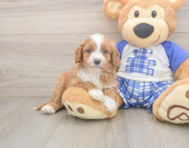 7 week old Cavapoo Puppy For Sale - Puppy Love PR