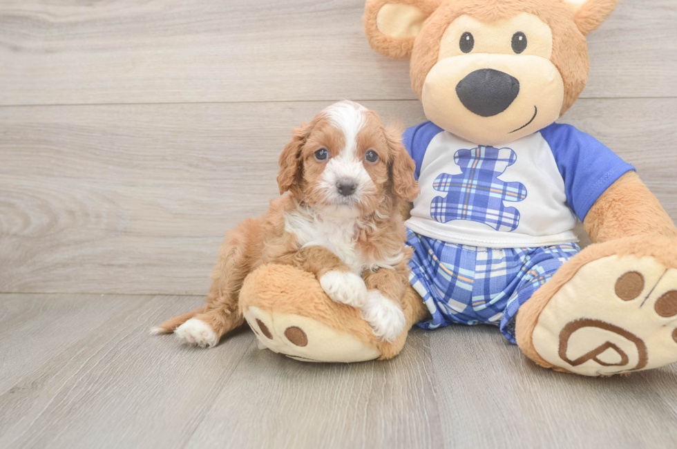 5 week old Cavapoo Puppy For Sale - Puppy Love PR