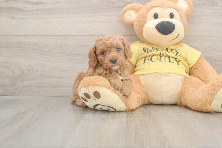 Popular Cavapoo Poodle Mix Pup