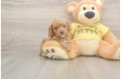 Popular Cavapoo Poodle Mix Pup