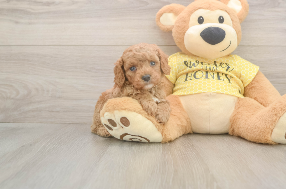 5 week old Cavapoo Puppy For Sale - Puppy Love PR