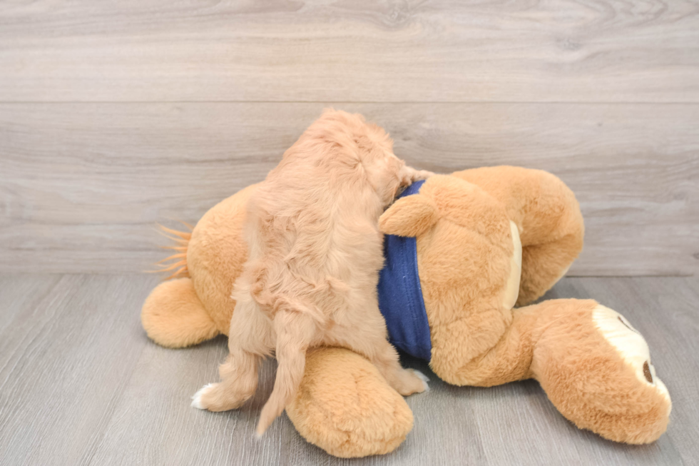 Cavapoo Pup Being Cute