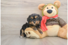 Sweet Cavapoo Baby