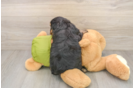 Cavapoo Puppy for Adoption