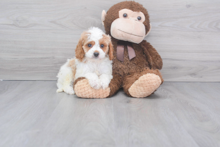 Cavapoo Pup Being Cute