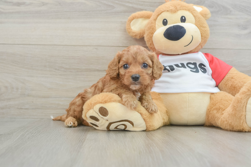 7 week old Cavapoo Puppy For Sale - Puppy Love PR