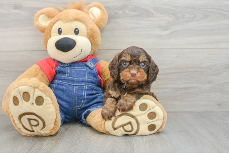 Fluffy Cavapoo Poodle Mix Pup