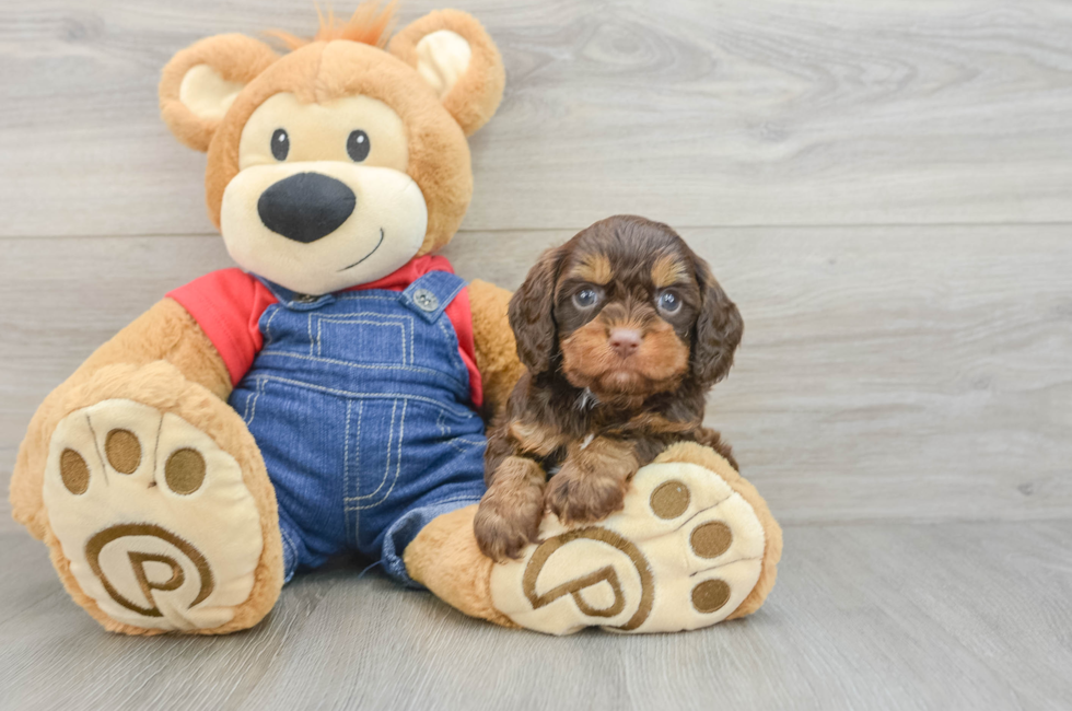 5 week old Cavapoo Puppy For Sale - Puppy Love PR