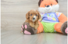 Cavapoo Pup Being Cute