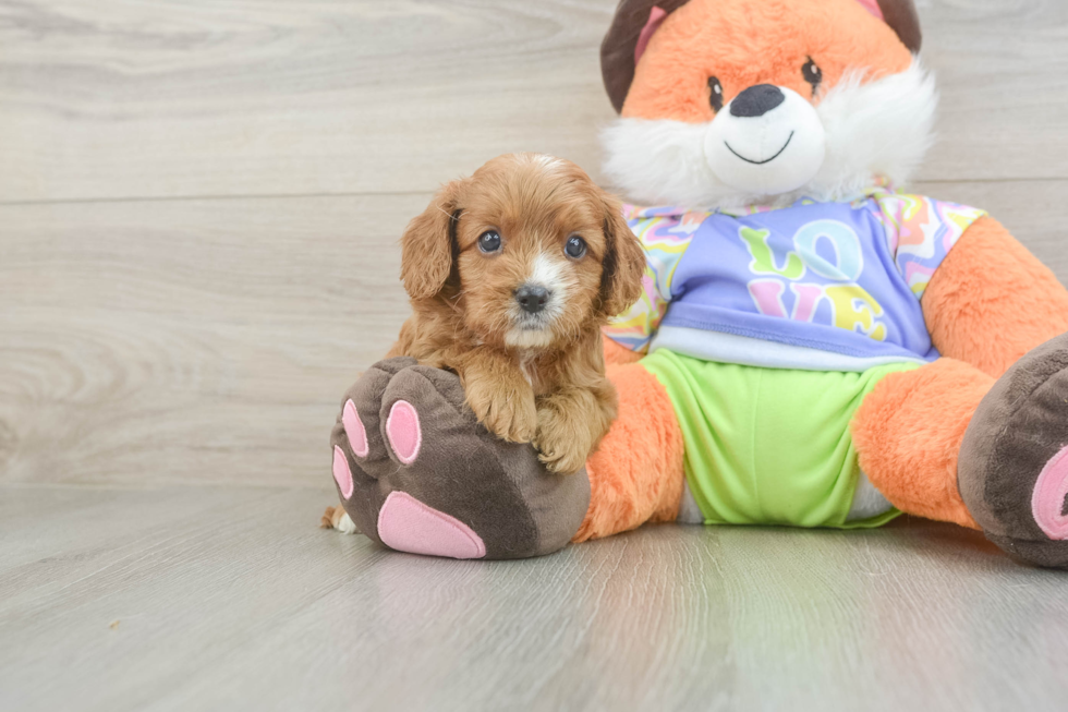 Cavapoo Pup Being Cute