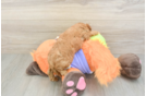 Cavapoo Puppy for Adoption