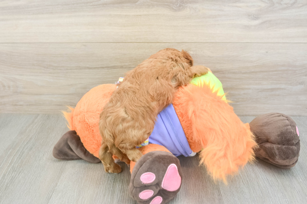 Cavapoo Puppy for Adoption
