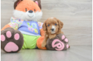 Happy Cavapoo Baby