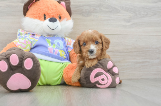 Happy Cavapoo Baby