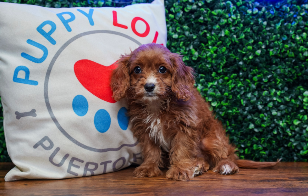 Cute Cavapoo Baby