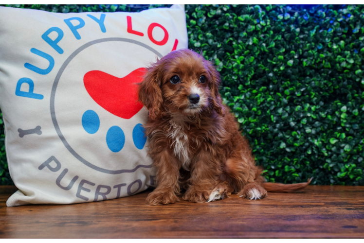 Cute Cavapoodle Poodle Mix Puppy