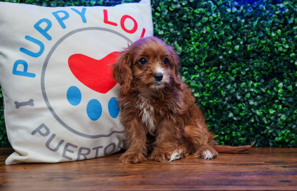Cute Cavapoodle Poodle Mix Puppy