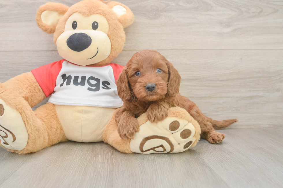 5 week old Cavapoo Puppy For Sale - Puppy Love PR