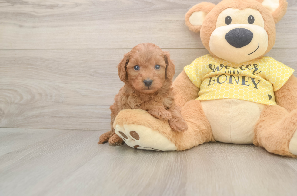 5 week old Cavapoo Puppy For Sale - Puppy Love PR