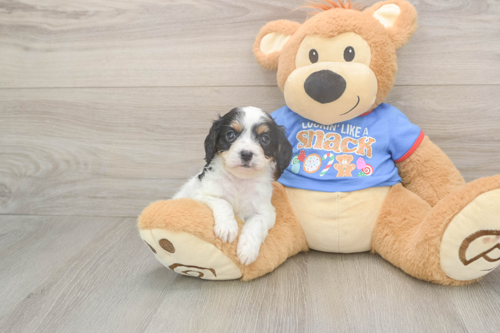 Cavapoo Pup Being Cute