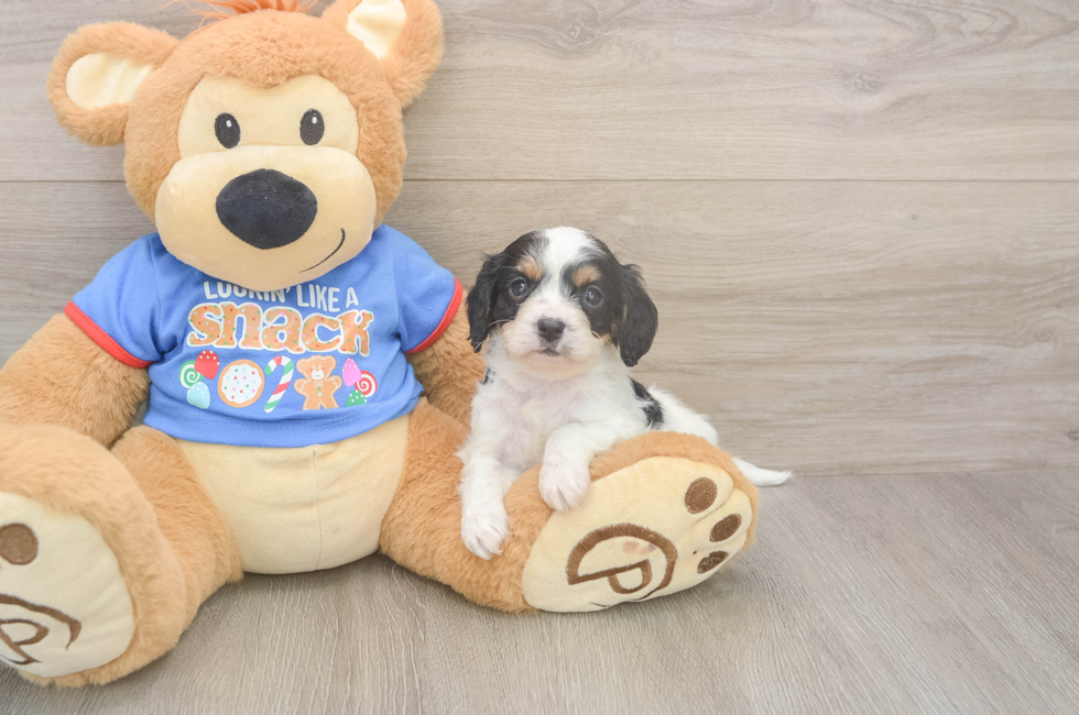 5 week old Cavapoo Puppy For Sale - Puppy Love PR