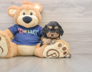 8 week old Cavapoo Puppy For Sale - Puppy Love PR