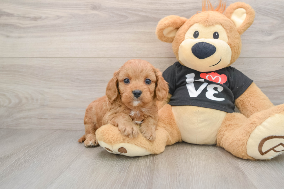 Cavapoo Pup Being Cute