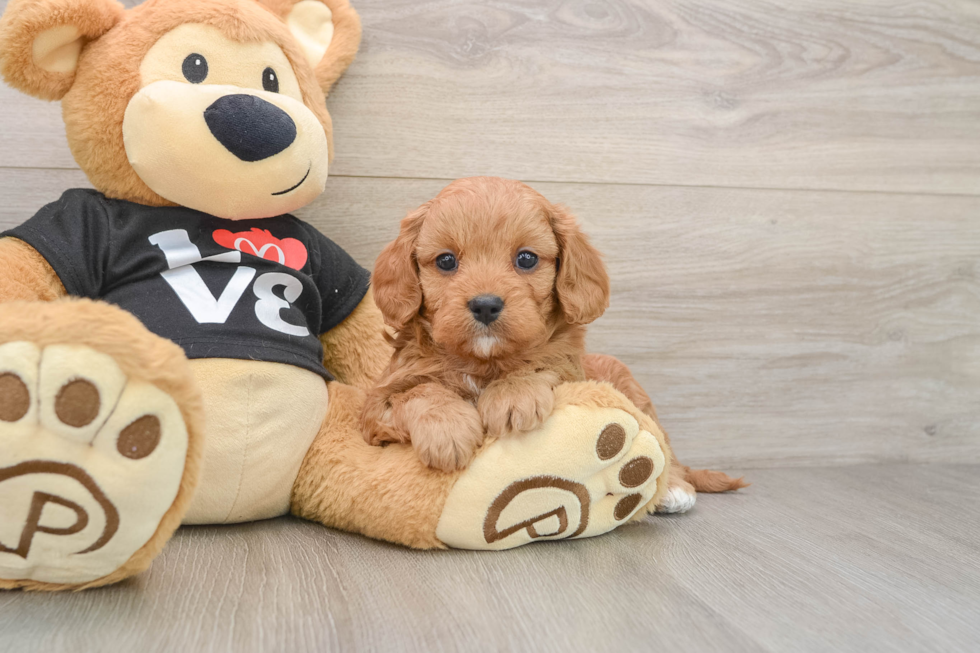 Cavapoo Puppy for Adoption