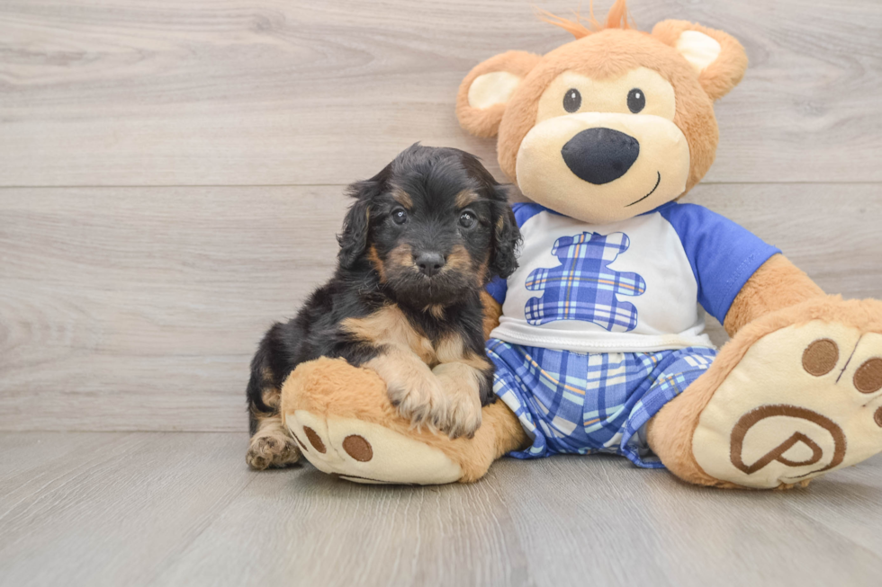 Fluffy Cavapoo Poodle Mix Pup