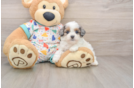 Cavapoo Puppy for Adoption