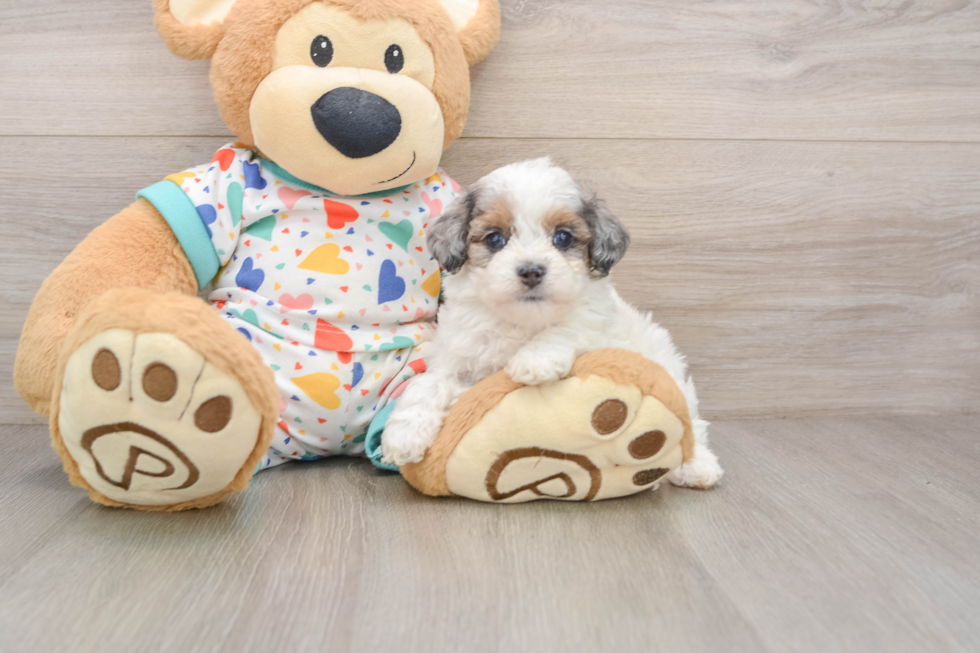 Cavapoo Puppy for Adoption