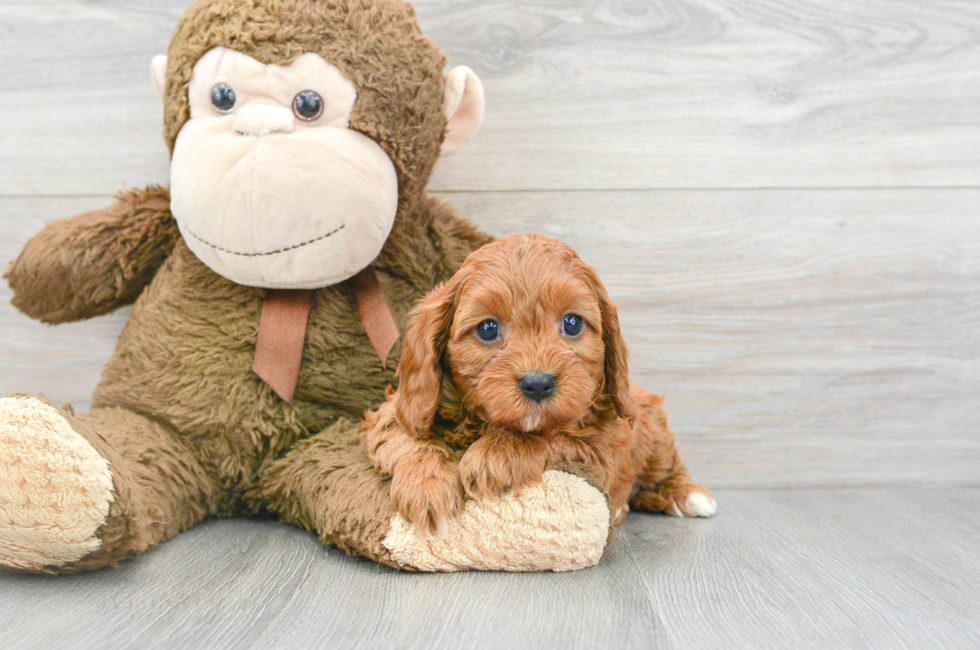 8 week old Cavapoo Puppy For Sale - Puppy Love PR