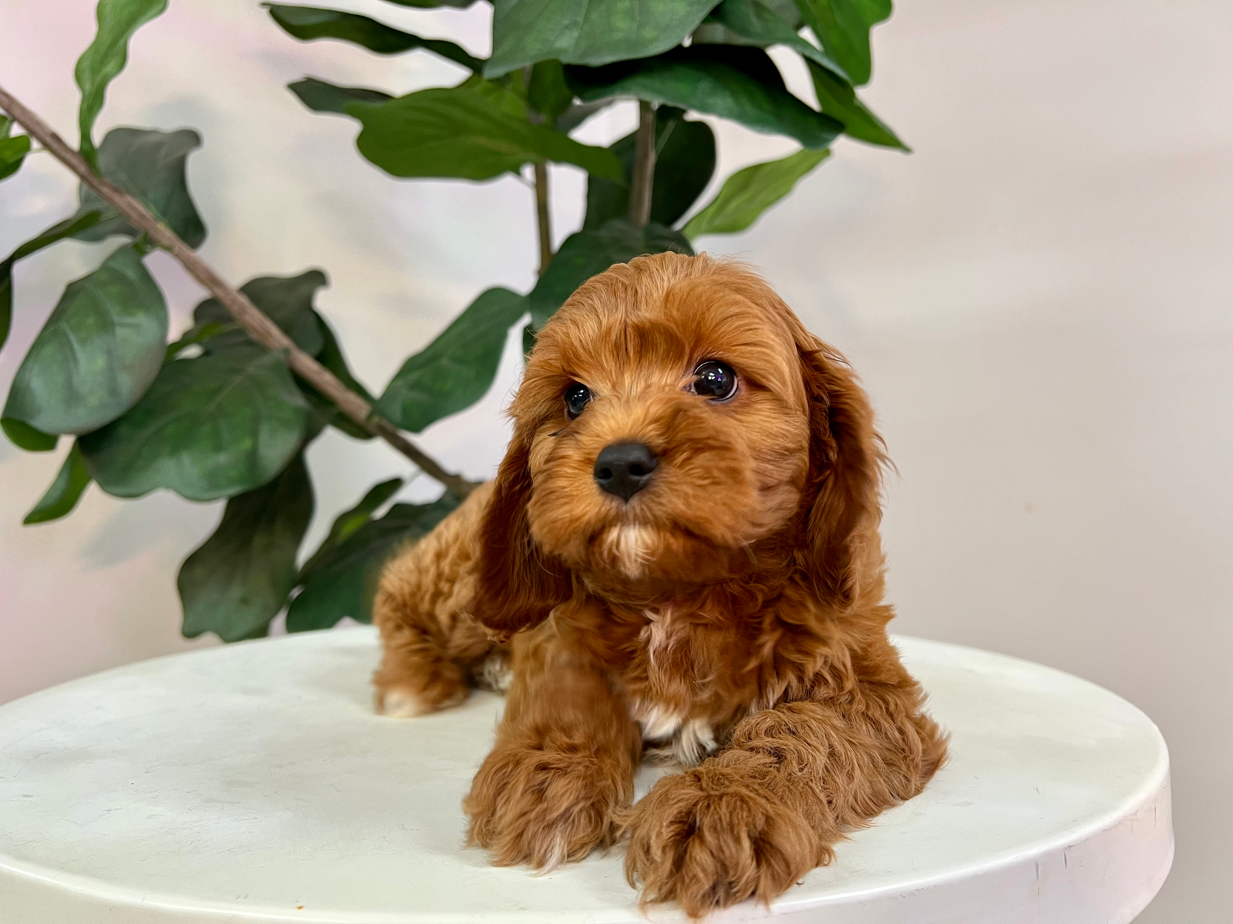 Cavapoo Puppy for Adoption