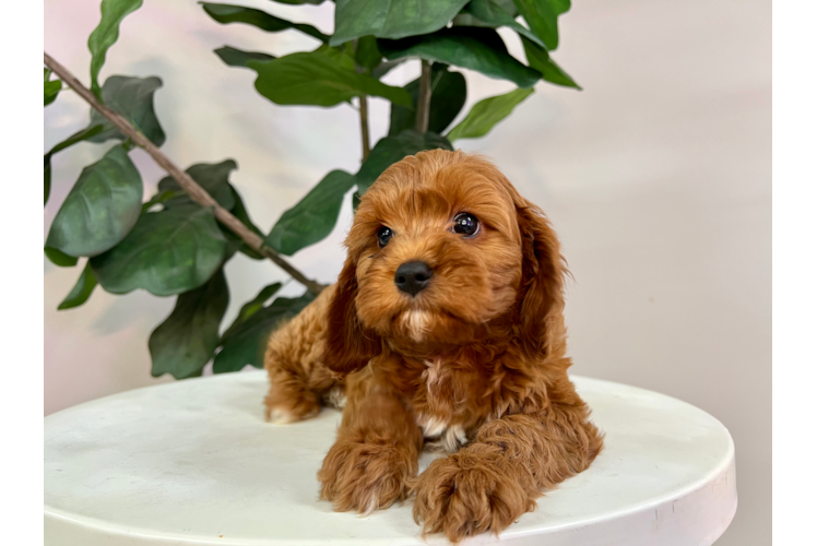 Cavapoo Puppy for Adoption