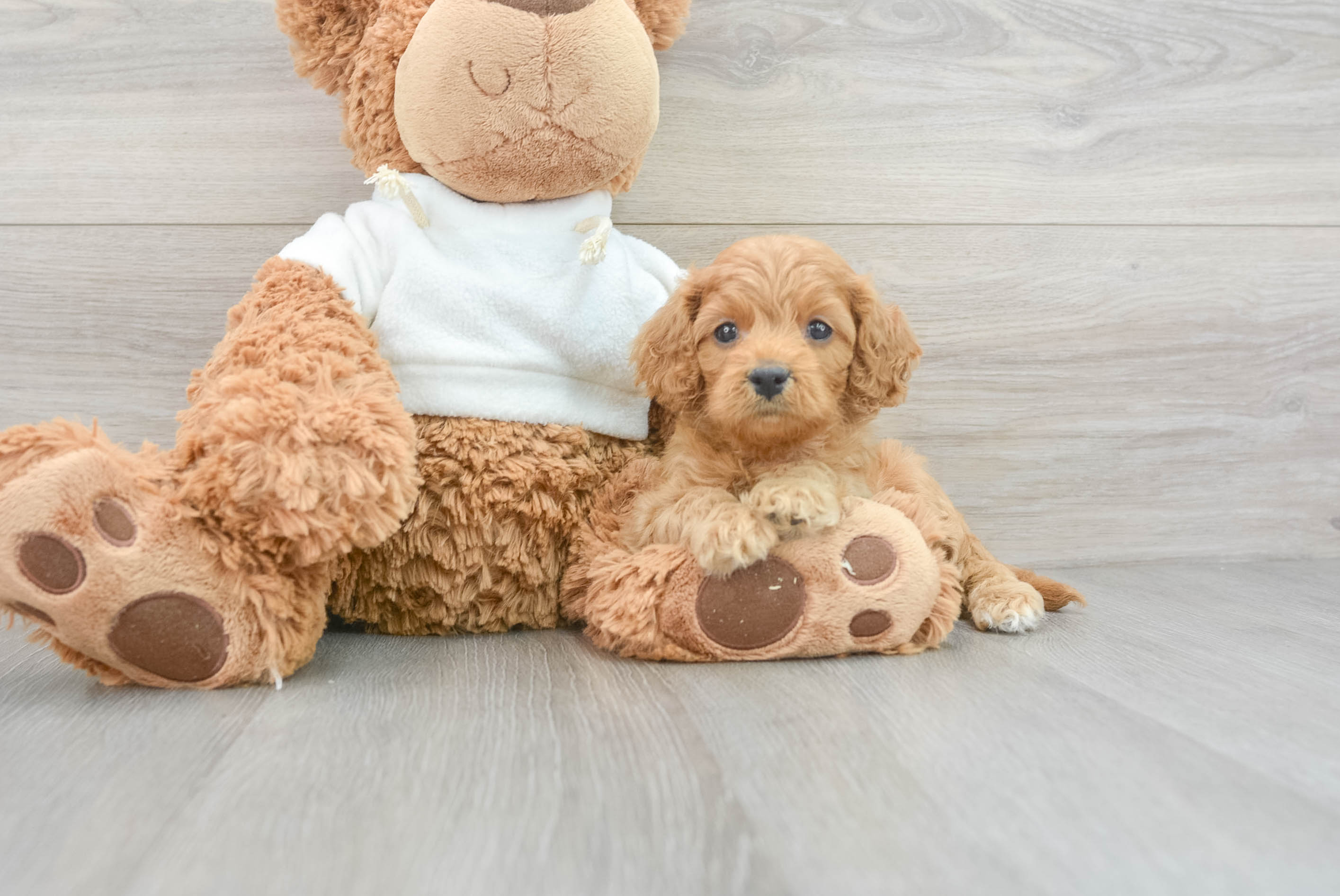 Little Cavoodle Poodle Mix Puppy