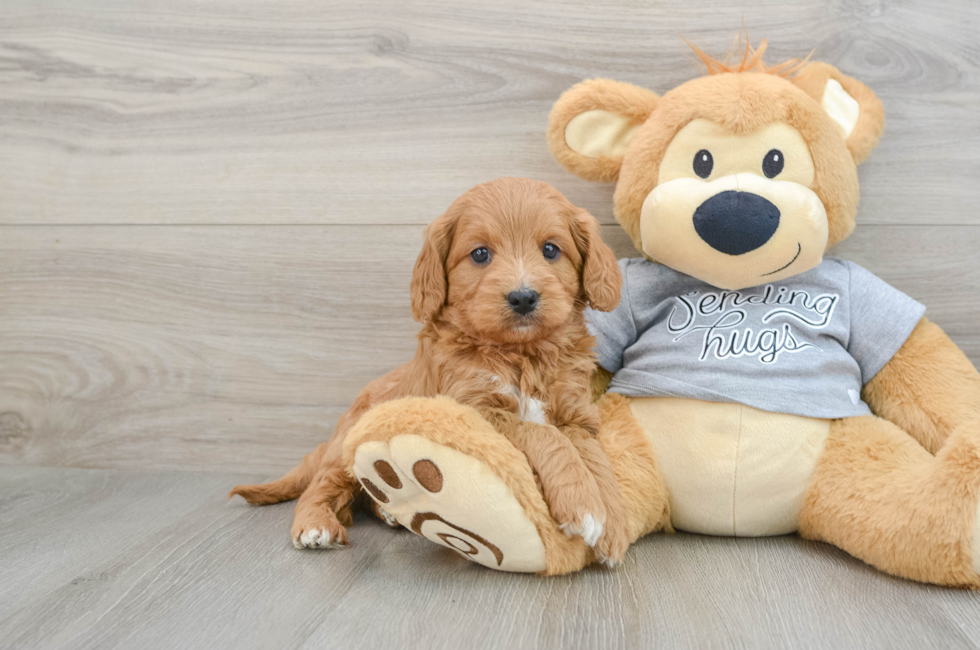 6 week old Cavapoo Puppy For Sale - Puppy Love PR