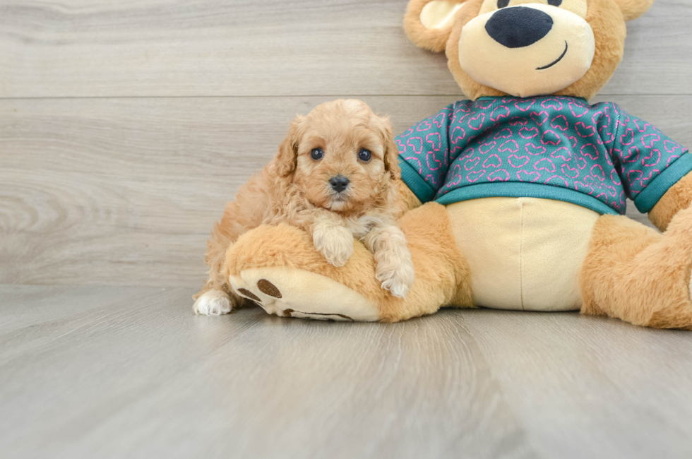 6 week old Cavapoo Puppy For Sale - Puppy Love PR