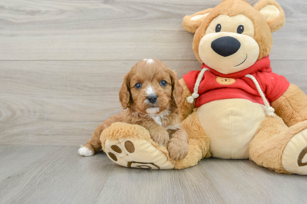 Cavapoo Puppy for Adoption