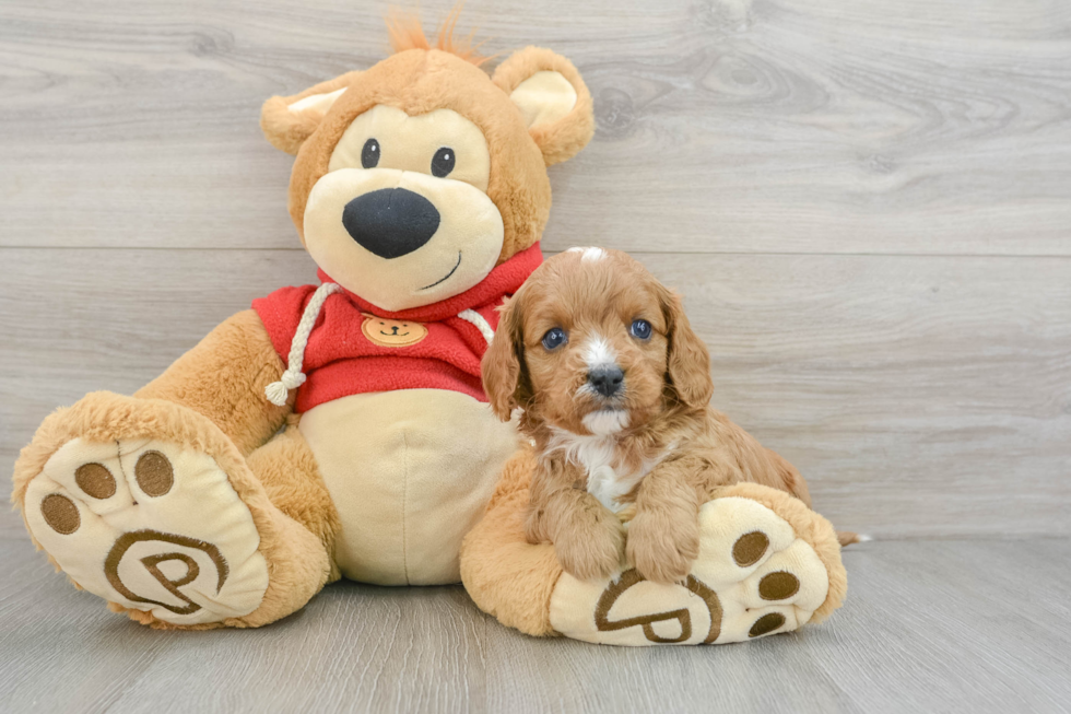 Friendly Cavapoo Baby